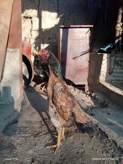 Dakan xoʻroz sotiladi