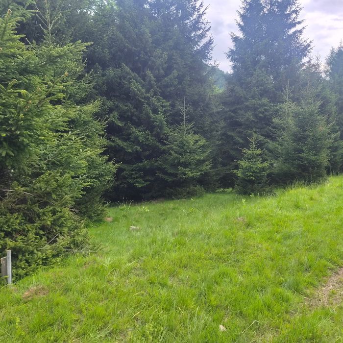 Teren de vanzare in Râusor