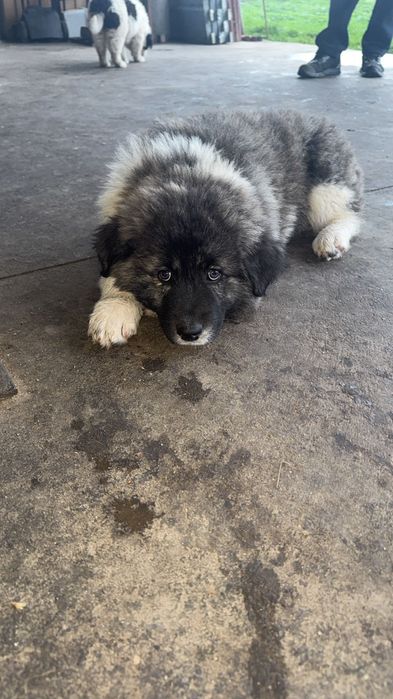 Чистокръвни Каракачанки