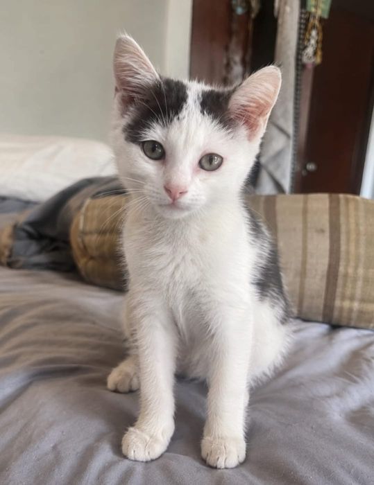 Отдаю котенка в хорошие руки