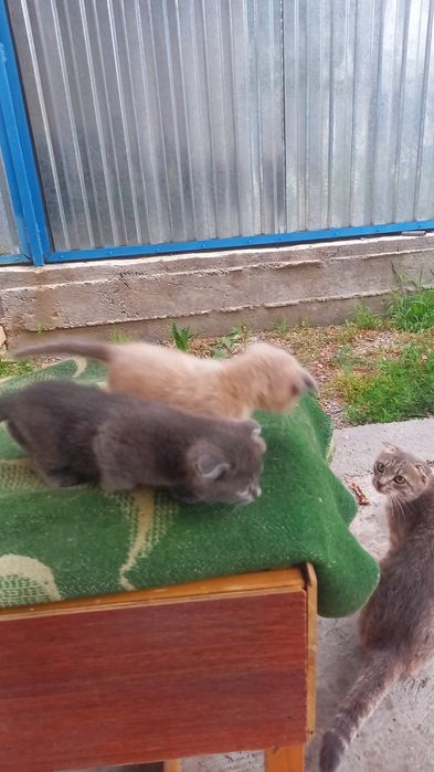 Продам  котят мальчики