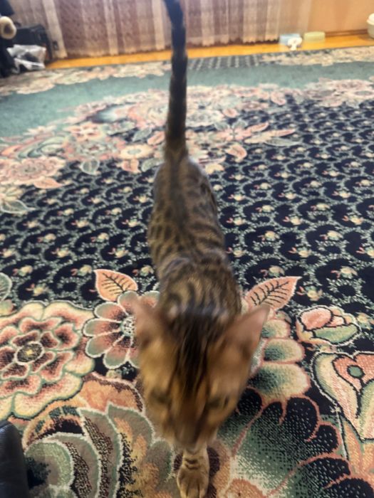 Вязка для бенгала