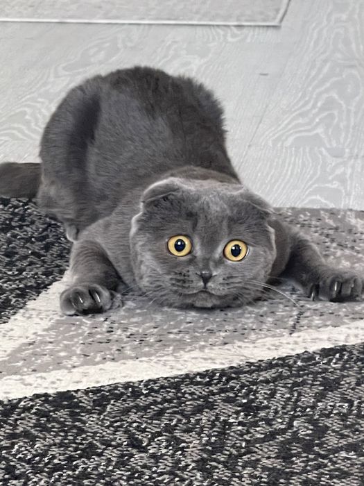 вязка скотиш фолд