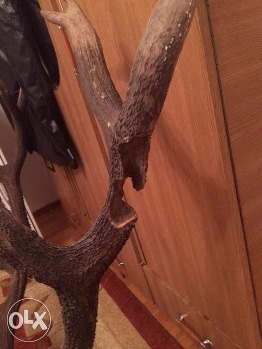 Trofeu coarne de cerb