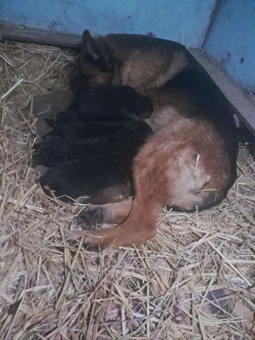 Немецкий овчарка боллалари сотилади