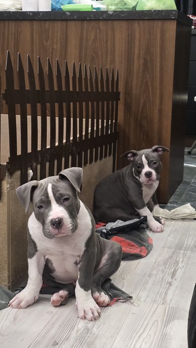 Американско Покет Були