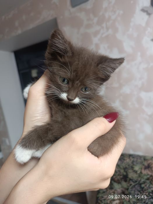 Домашние животные