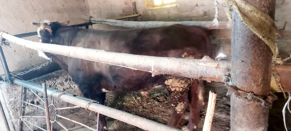 Ассалаумагалеикум