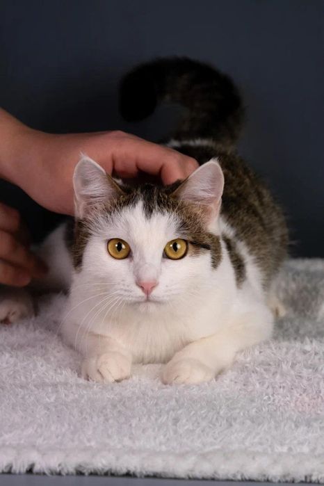 Кошечка Лиза в любящие руки
