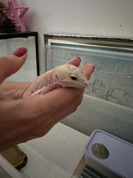 Эублефары каждая по 35000 тг