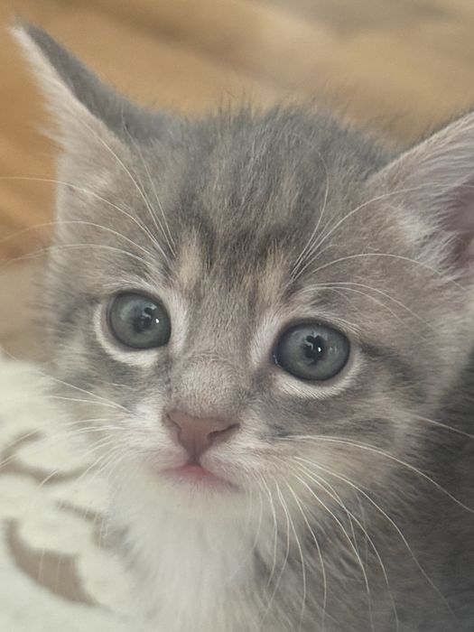 котенок мальчик