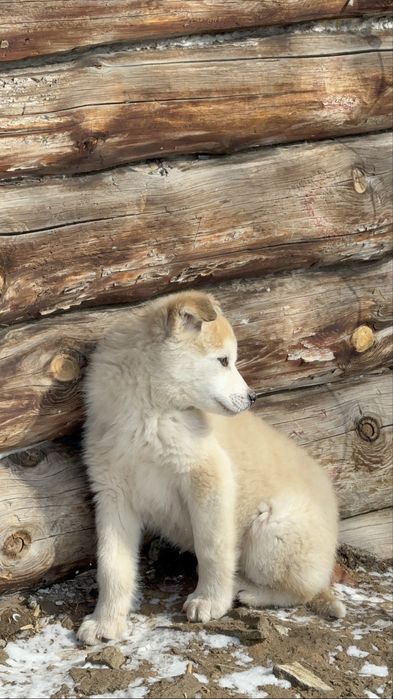 Продам щенка хаски