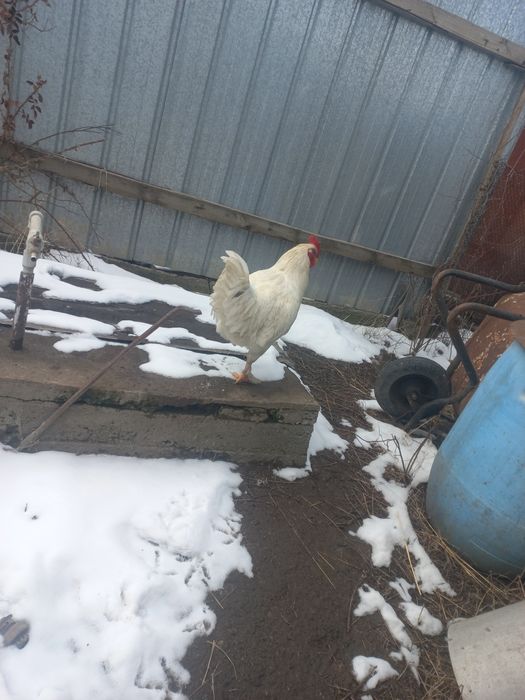 Продам домашнего крупного петуха