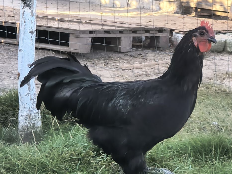 Vând cocos australorp .