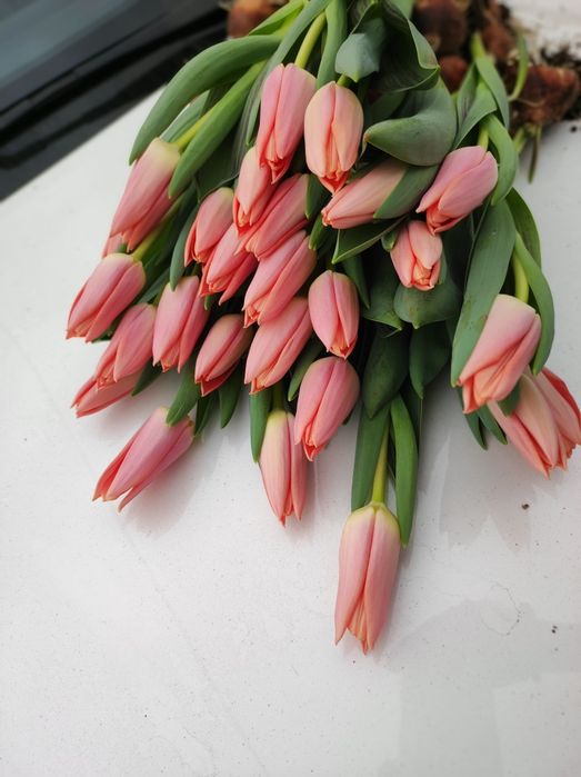 Тюльпан  К 14 ФЕВРАЛЯ