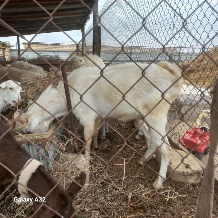 Козы беременый и козел