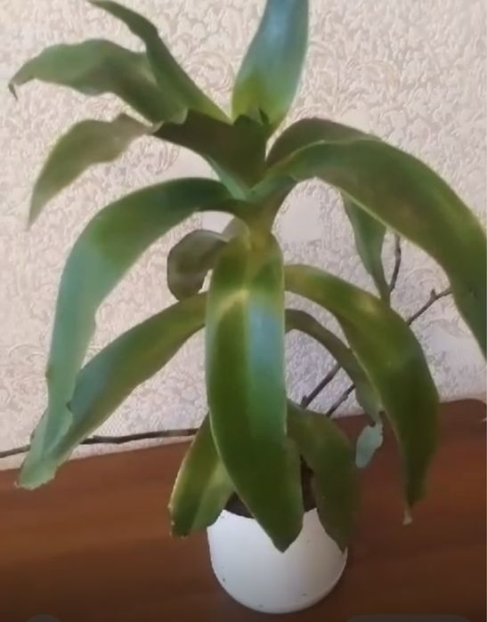 Продам комнатные цветы