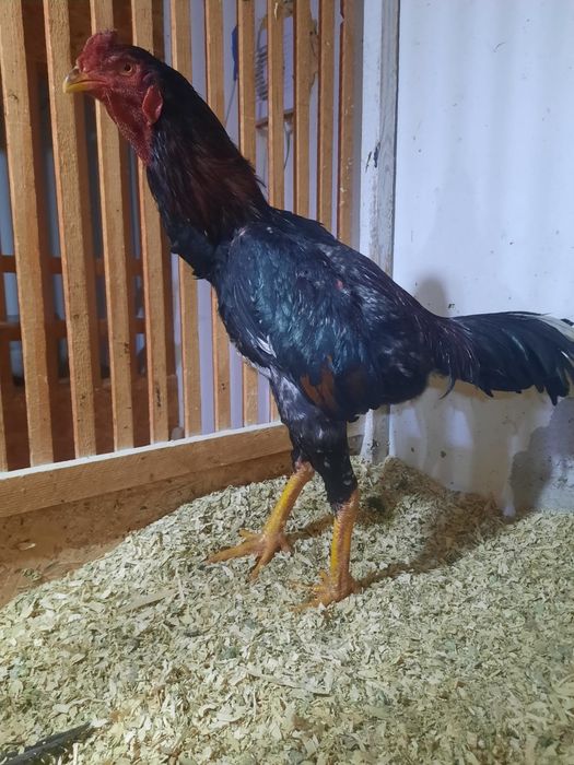 Дакан бойцовая птица