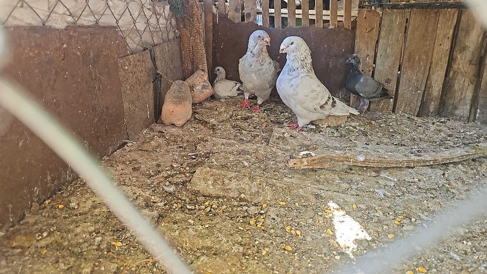 Porumbei voiajori standard pui si maturi