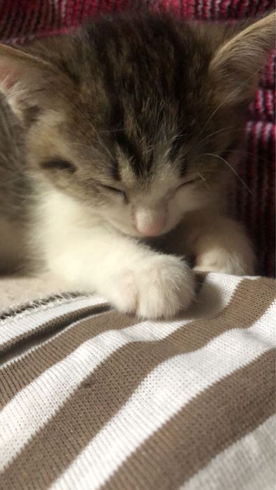 Отдаю котят в добрые руки