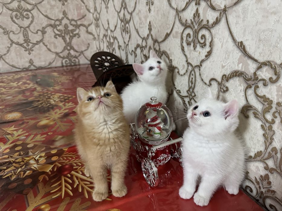 Котята пародистые Scottish Straight