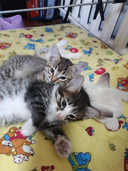 Отдам котят  в добрые руки