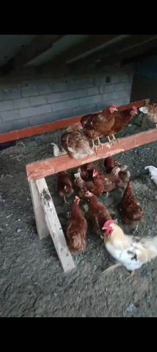 Куры несушки породы Ломан Браун.