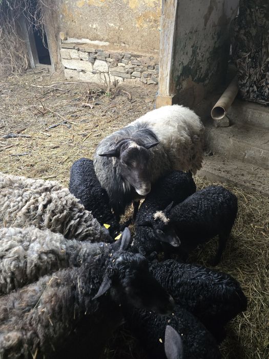 Berbec Romanov de vânzare