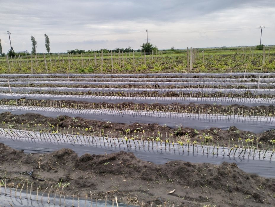 Butași vita de vie altoita