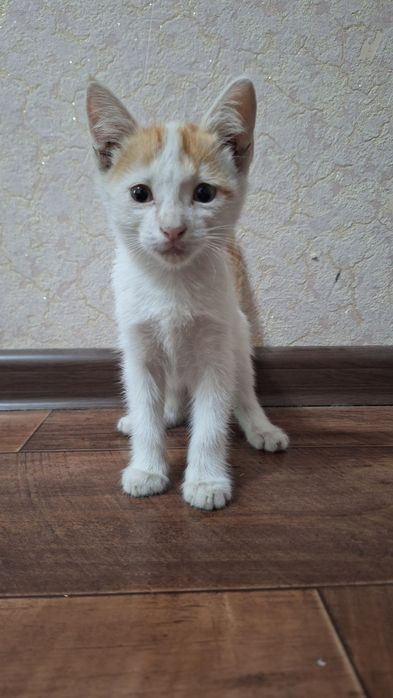 Котята,котенок в добрые ручки.