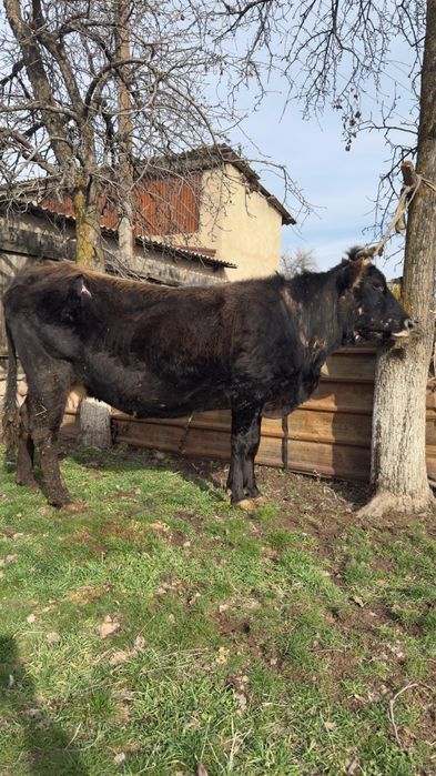 Продам стельных коров.