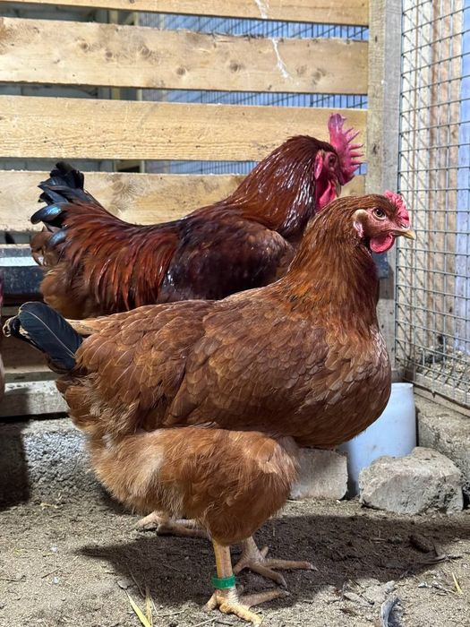 Ханхяп тхумларига заказ оламиз