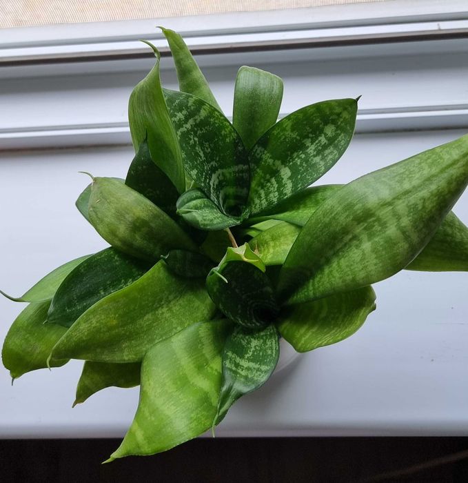 Стайни цветя - Стапелия, Африканска теменужка, Мамилария, Алое