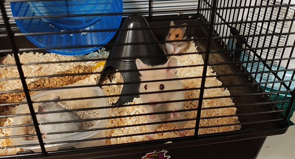 Donez hamsteri sirieni
