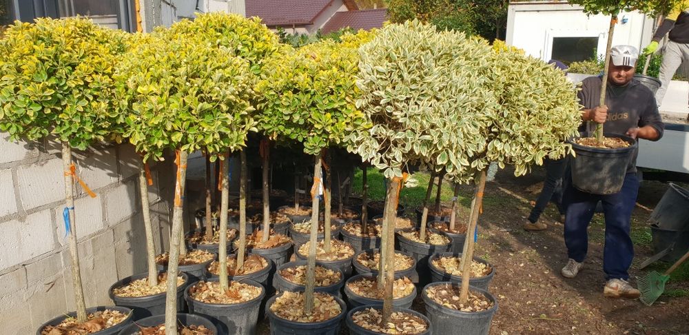 Vindem tuia si spirală pon pon calitate extra