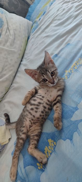 Отдадим котенка в добрые руки