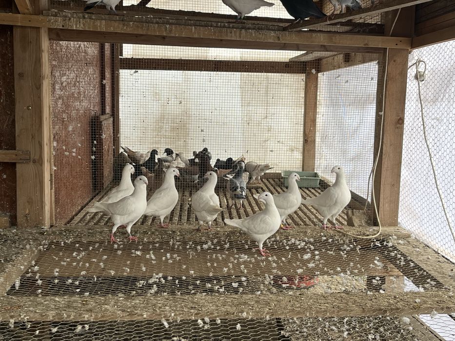 Porumbei germani de frumusete