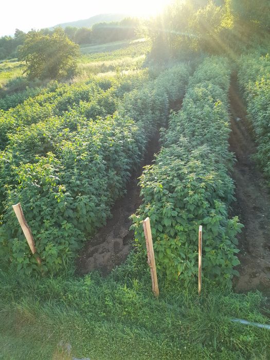 страхотен расад малини