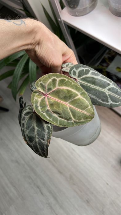 anthurium red crystallinum антуриум ред кристаллинум