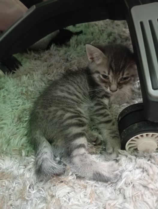 Котята ищут Дом.