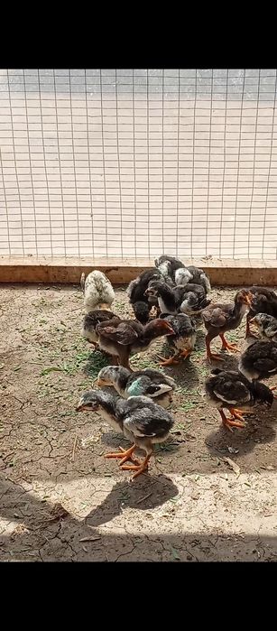 Дакан жожалар сотилади хафталик галишамиз