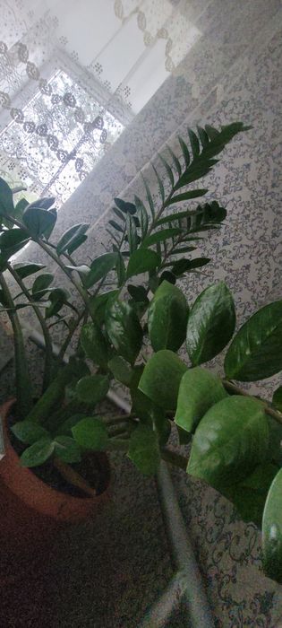 Продам домашний цветок