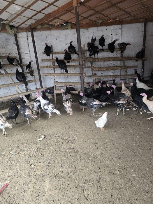 Индюк тер сатылады