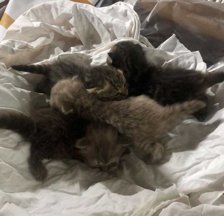 Британские котята 1 месяц