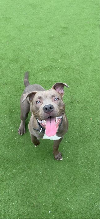 Ofer Amstaff mascul de 9 luni spre adoptie.