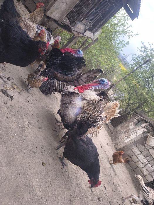 Disponibili curcanii