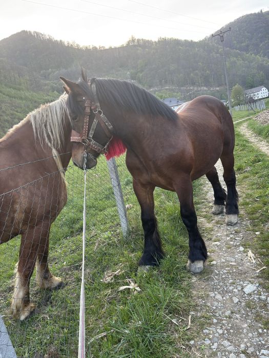 Schimb cu armasat sau iapa sarga