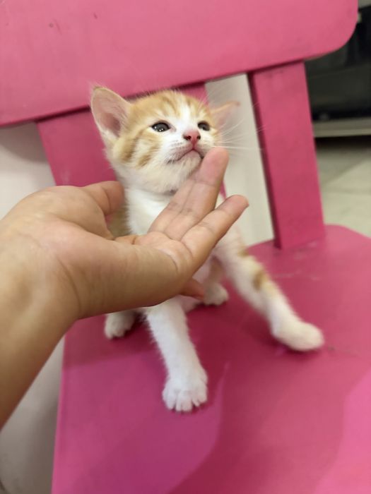 Отдаю котят в добрые руки