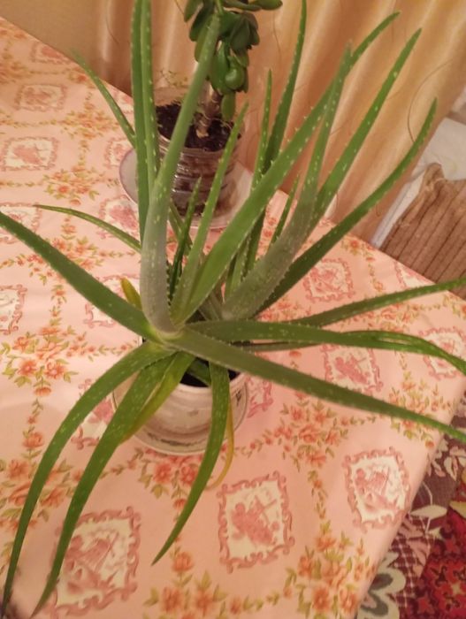 Алоэ Вера продам