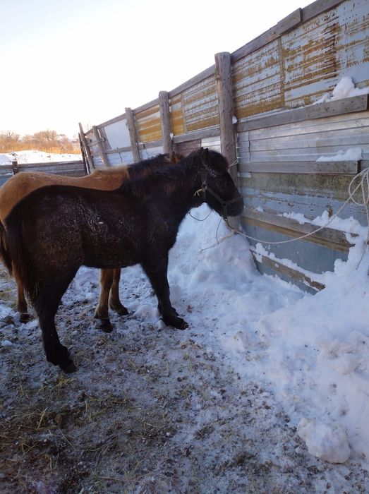 Жабаги сатилады ургашы